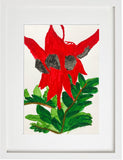 Camilla Bent, Desert Pea