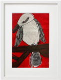 Alison Hall, Shane the Kookaburra